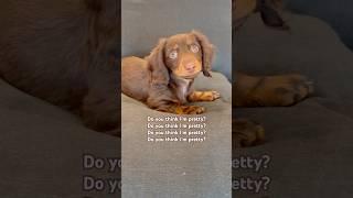 Such a pretty girl! #minidachshund #puppy #dachshundpuppy #dachshund #cutedog #cutepuppy #cute #dog