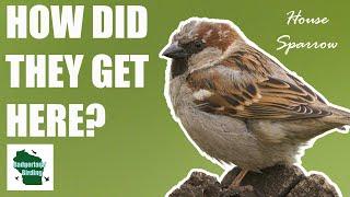 How the House Sparrow Conquered America