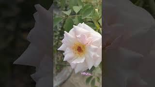 Rose- widely known as the "queen of flowers"