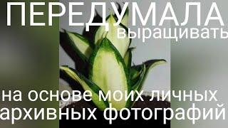 РАЗОЧАРОВАЛАСЬ,- 4 сорта сансевиерий, от которых я отказалась #sansevieria #сансевиерия