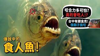 【從零開始養】食人魚! 真的會吃人嗎?遇到如何自救?日月潭曾有食人魚?香港飼養食人魚大亨!【許伯簡芝】Piranha