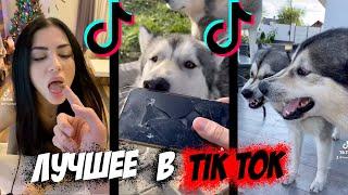 Самые ПОПУЛЯРНЫЕ видео из Тик Ток про собак хаски и маламутов / Лучшее из Tik Tok 2021 HUSMUT