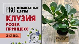 Клузия Розеа Принцесс - очень редкое комнатное растение  | Как правильно ухаживать