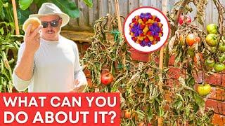 These Are KILLING YOUR TOMATO PLANTS!