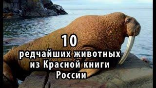 10 редчайших животных из Красной книги России