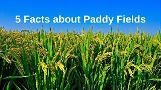 5 Facts about Paddy Fields | 5 Facts Hub