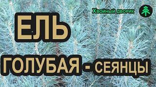 Сеянцы ели голубой Глаука 3-х летка. Саженцы хвойных растений "Хвойный дворик" - сезон осень 2019