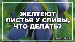 Желтеют листья у сливы, что делать? | toNature.Info