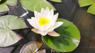 нимфея Marliacea Albida первое цветение (nymphaea Marliacea Albida)