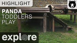 Panda Toddlers Play - Gengda Wolong Center - Live Cam Highlight