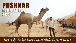 Pushkar Camel Fair 2023 - Dunia ka Sabse Bada Camel Mela Rajasthan me