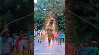 143- Mass Standing #jallikattu #cow #jallikattu #trendingshorts