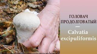 Головач продолговатый -  Calvatia excipuliformis