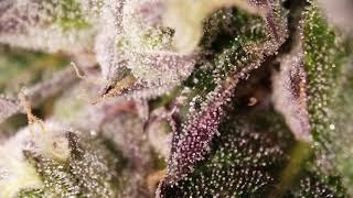 Trichome Garden (SlowMotion)