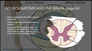 PMHNP EXAM REVIEW   DOMAIN 1 NEUROANATOMY II CERTIFICATION 2021 #pmhnp #pmhnpexamreview