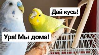 УГОЛОК ДЛЯ ПОПУГАЕВ!ТОША И ЛАЙМА ОСВАИВАЮТСЯ!