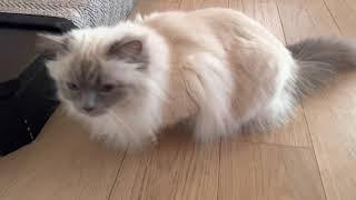 Calm Sacred Birman cat @titayagi