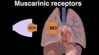 Muscarinic cholinergic receptors