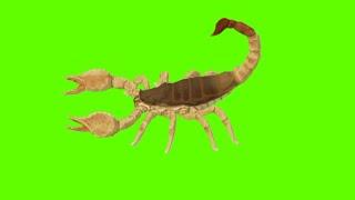 Scorpion green screen video.scorpion green screen running,walk,bite, death.(no copyright)