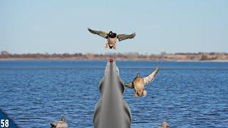 LAST Day MALLARD Limits (All Drakes) | Duck Hunting 2025