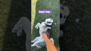 Ruby and Axl are cute #cutedogs to #husky #goldendoodle #shortsfeed