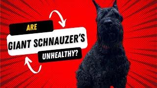 The Truth About Giant Schnauzer Health Issues