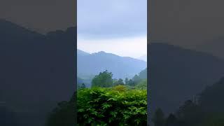 Tea Garden of Munnar, Kerala: Early morning View from the Bus #munnarteagarden  #munnar #kerala