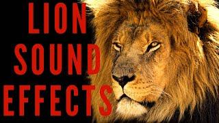 LION SOUND EFFECTS - Lion Roar Sound