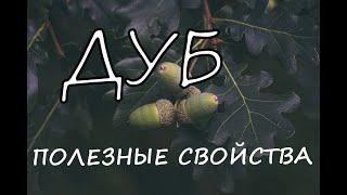 А Всё-таки, Чем полезен Дуб Для Человека? Полезные Свойства и Вред