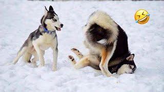 FUNNIEST Huskies | Normal dogs vs Huskies | 10 Minutes Best Videos | New Videos