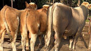 NASILGA GERMAN SHVES SIMMENTAL BUQA G 998202205