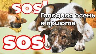 SOS! ГОЛОД И СМЕРТЬ? Мы их спасли, чтоб они жили, но как всех накормить?!