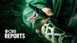 Burmese python invasion: Fighting invasive species | CBS Reports