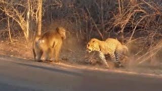 Leopard narrowly escapes baboons - Rare charge through storm drain | Kruger National Park