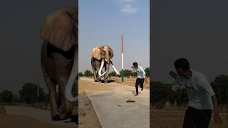 '' Village ki sadak per aaya hathi ek ladka chappal khol kar gir Gaya  #hathi #viralshorts #vlog