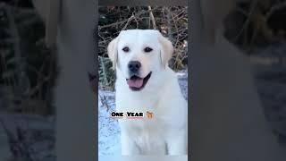 One Month to One Year Labrador transformation #feed #puppy #transformation#dog #pets #cute#labrador
