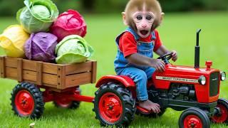 Monkey Nana drives the tractor across a slippery bridge challenge - NANA MONKEY LIFE