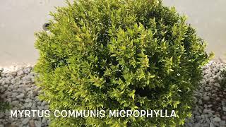 Myrtus communis microphylla. Garden Center online PGARDENS