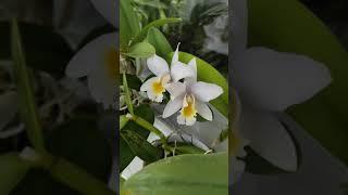 Домашнее цветение Каттлеи. Март #орхидея #orchid #каттлея #cattleya