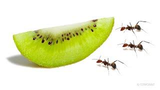 Ants vs Kiwi Timelapse