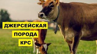 Джерсейская порода КРС особенности, достоинства, недостатки, правила ухода | Крупный рогатый скот