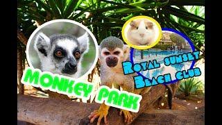 ТЕНЕРИФЕ / MONKEY PARK / ROYAL SUNSET BEACH CLUB ОБЗОР