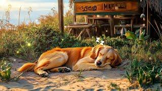 12 Hours of Dog Calming Music for Dogs  Dog Sleep Music  Separation Anxiety Relief Music