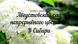 Августовский  сад непрерывного цветения в Сибири.