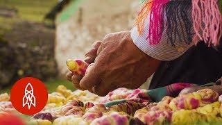 The Farmer Growing 400 Different Kinds of Potatoes