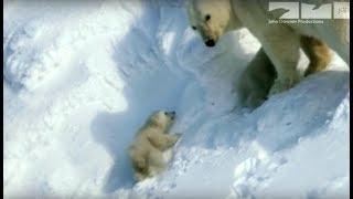 Polar bear saves cubs from dangerous male polar bear