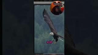This Bird Amazed EVERYONE #shorts #shortsfeed #story #eagles #birdlife #wholesome #reaction #usa