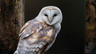 Owl as a Totem: Your Personal Power Animal's Personality Characteristics and Life-Path Lessons