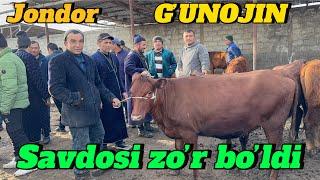 JONDOR MOL BOZORI G’UNOJIN SAVDOSI BUGUN ZO’r bo’ldi