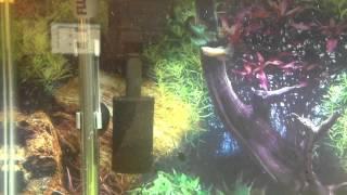 New 20 gallon aquarium